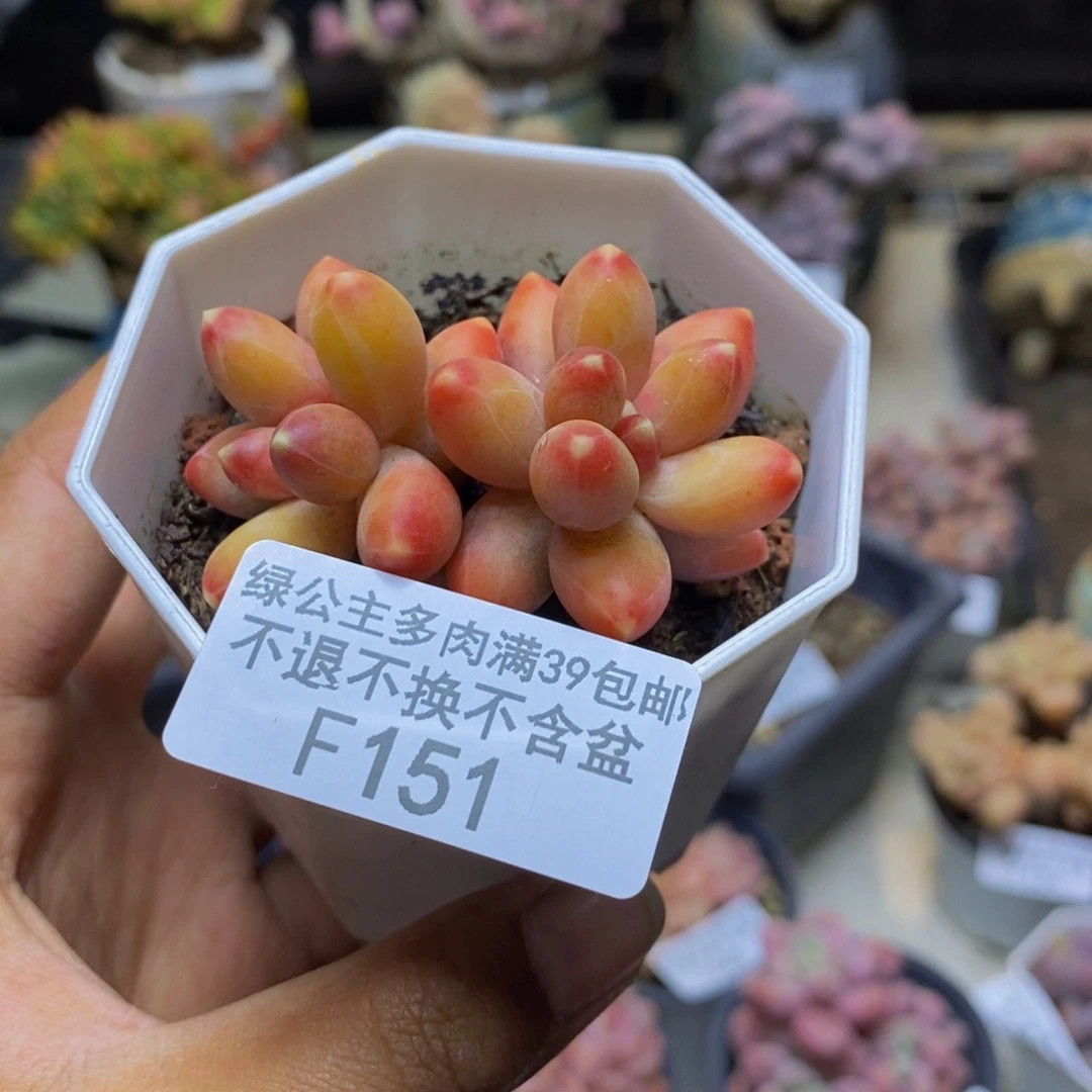 151香蕉树多肉3c m
