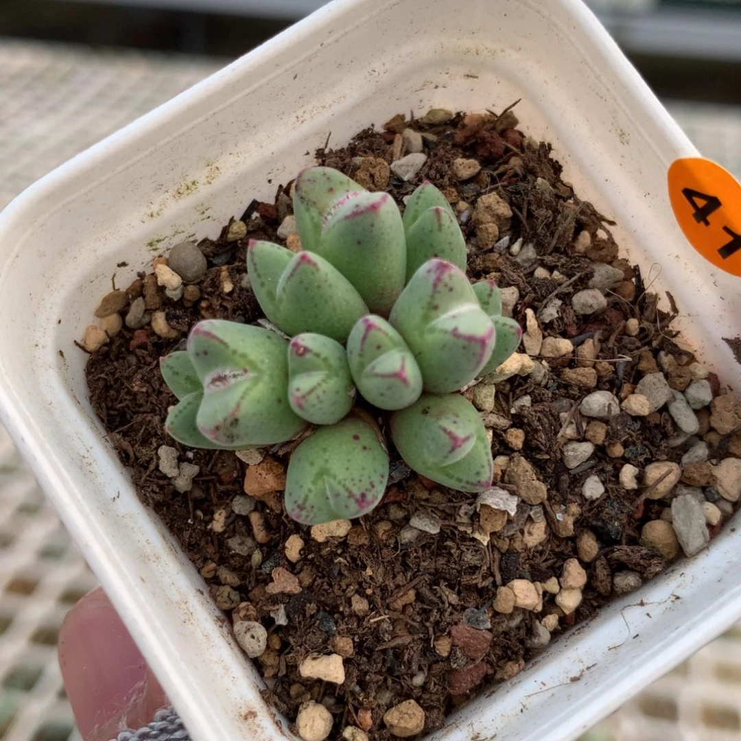 41号猪蹄母本一颗