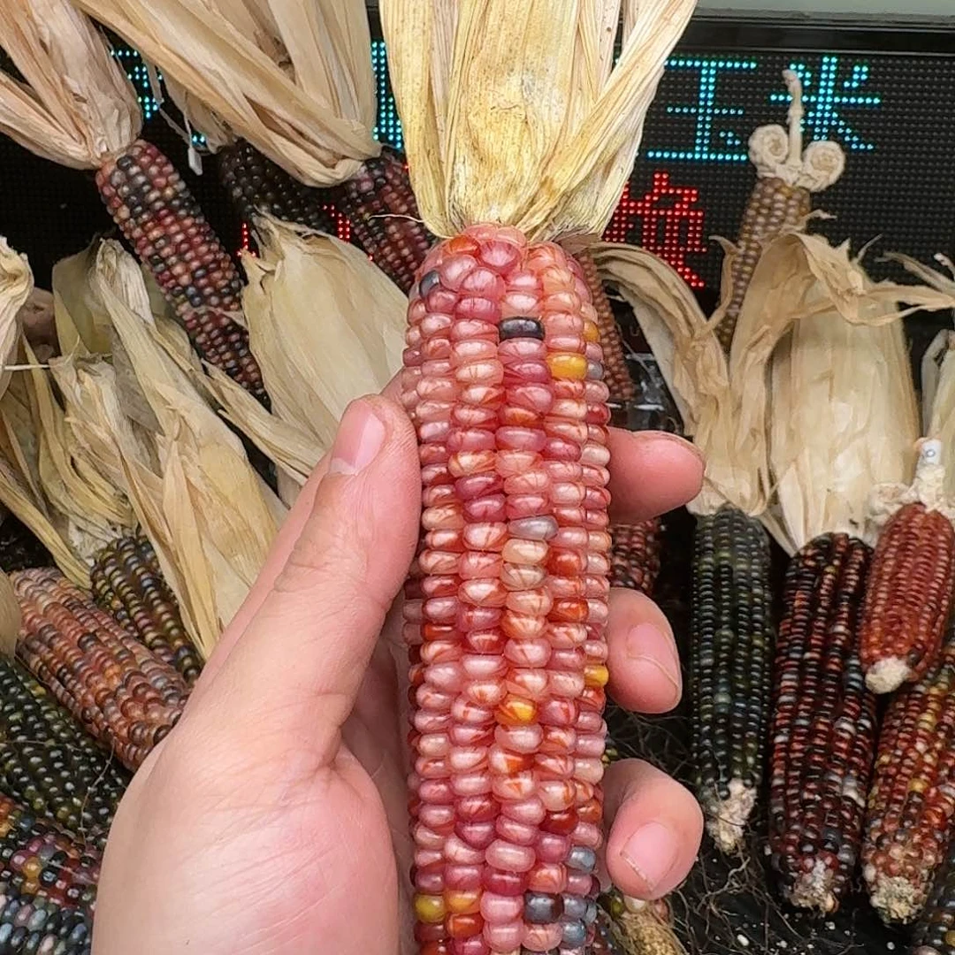 柏香籽/百香籽吊坠宁*%