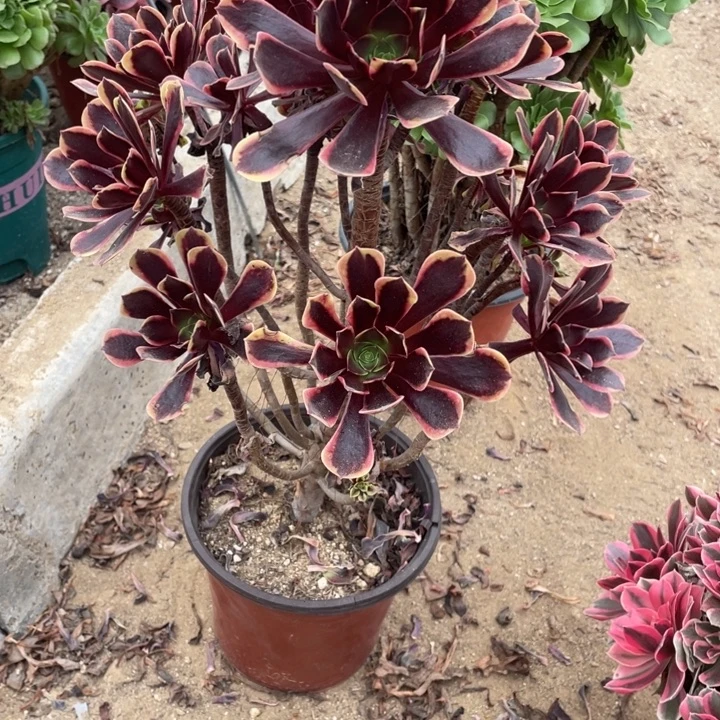 多肉欧嘉莉法师624