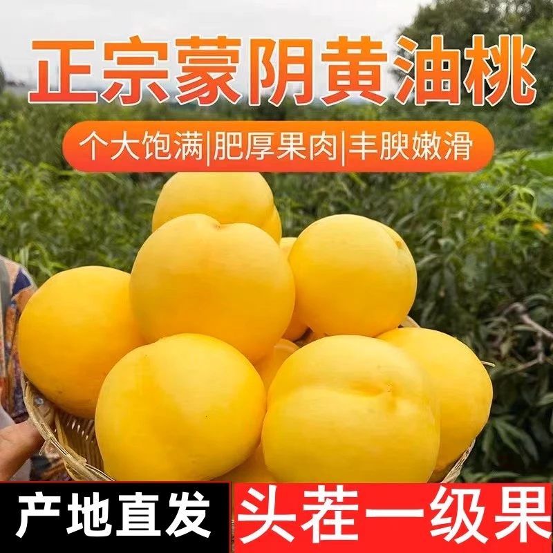 【山东蒙阴直发】黄金油桃黄桃黄油桃新鲜水果整箱当季沂蒙山大果