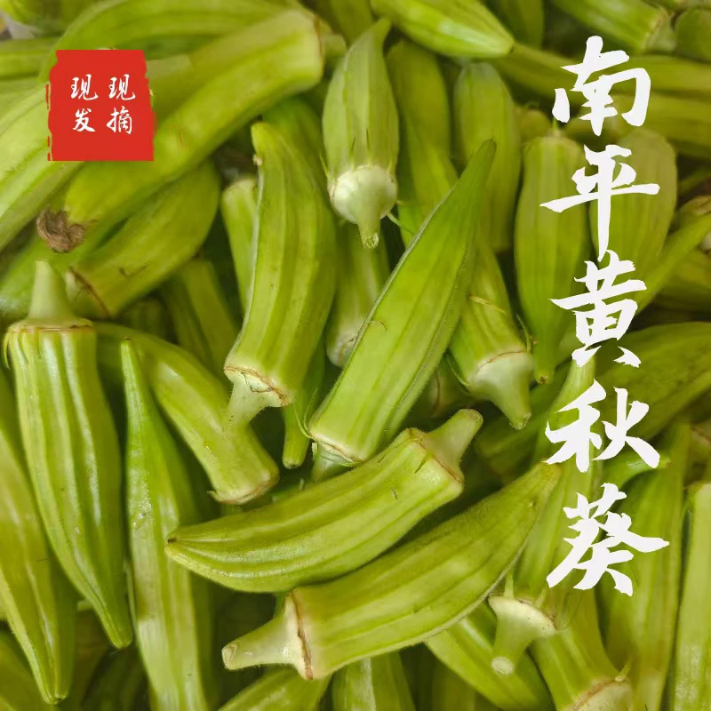 福建闽北土黄洋茄秋葵白灼美味2斤农家菜包邮农家菜新鲜产地直发