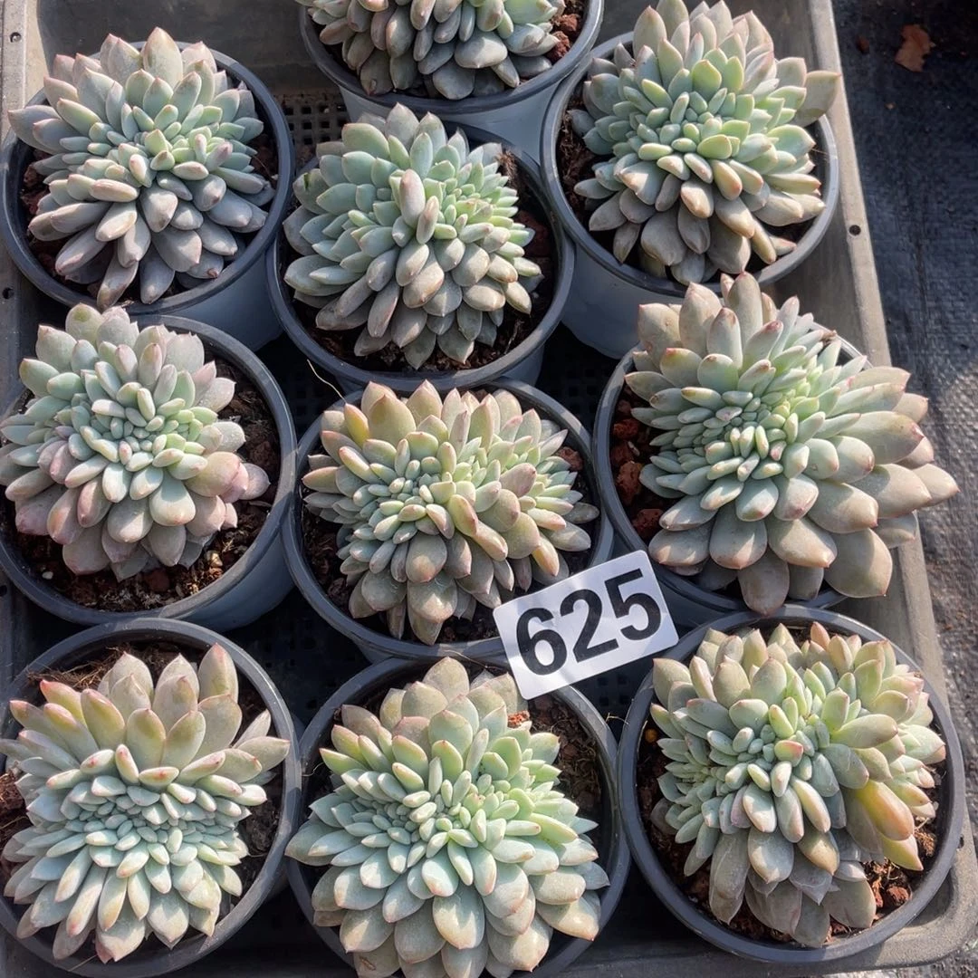 10颗350元625号1145555555