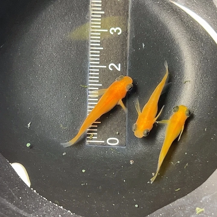 青鳉鱼红出目一组76号