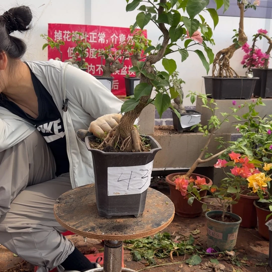 大部分花苞少量开放