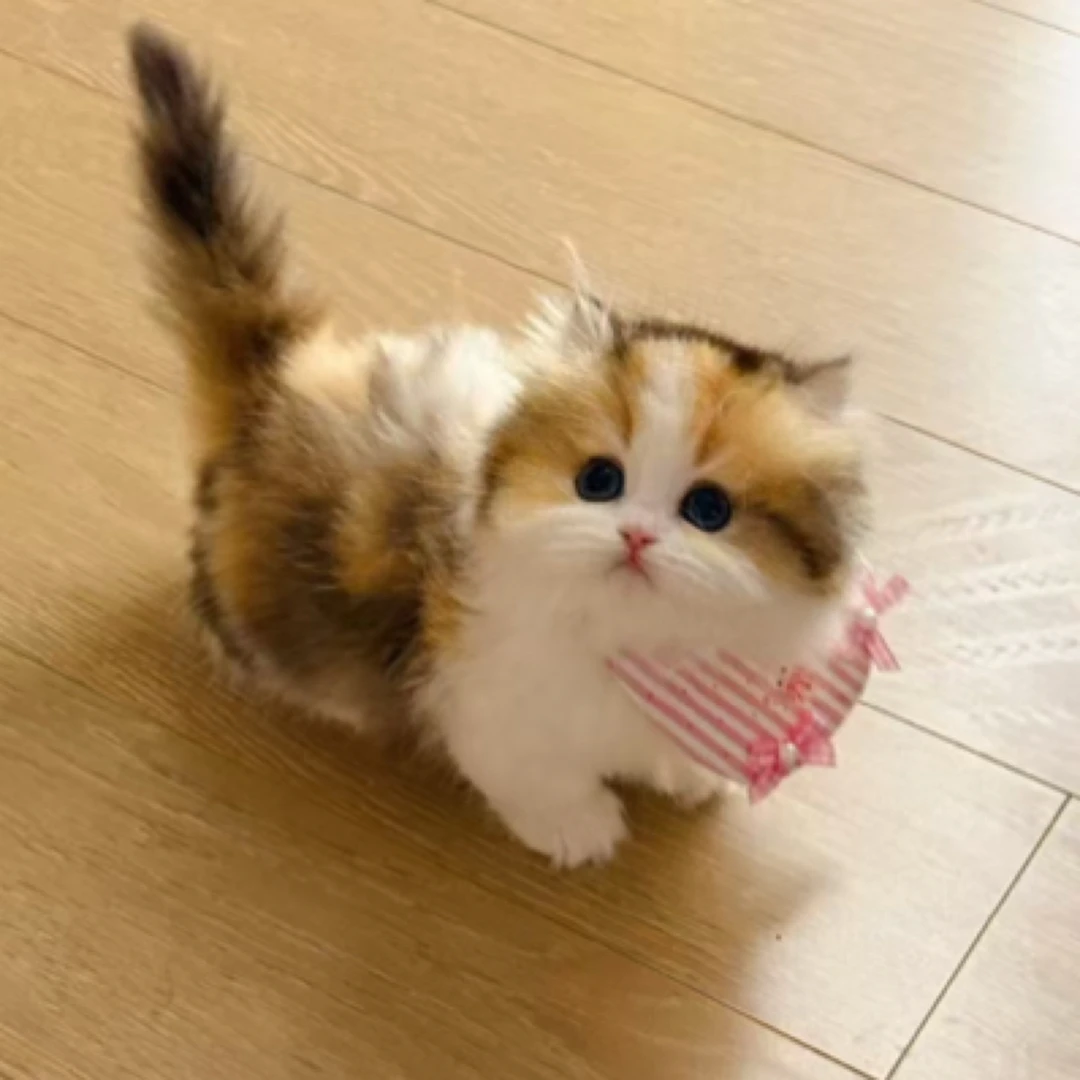 (非全款)佰茗猫咪活体门店自提链接