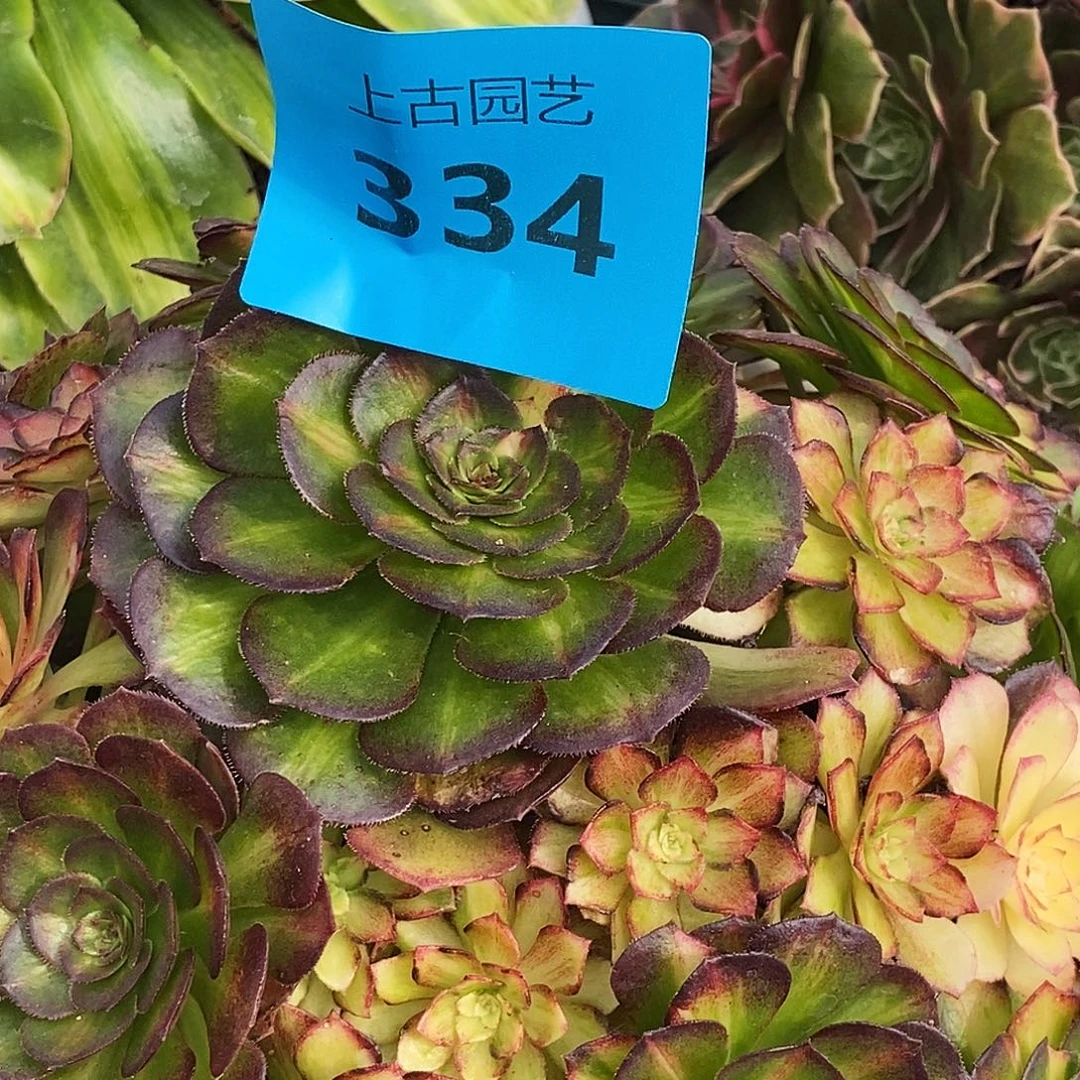 上古园艺多肉法师334