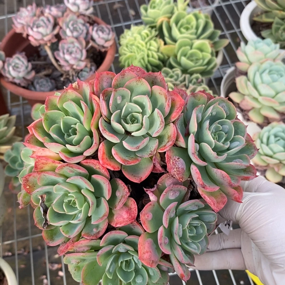2154雨滴超多头一物一拍