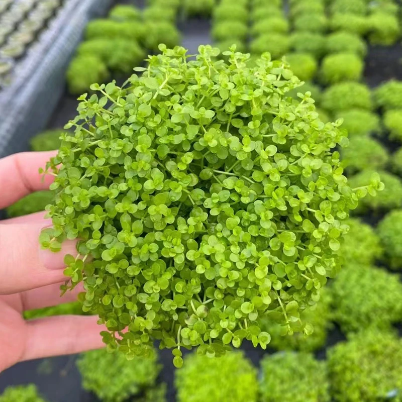 【懒人绿毯自由】爬地矮珍珠坨草营养液 懒人水草 鱼缸草坪无需CO2