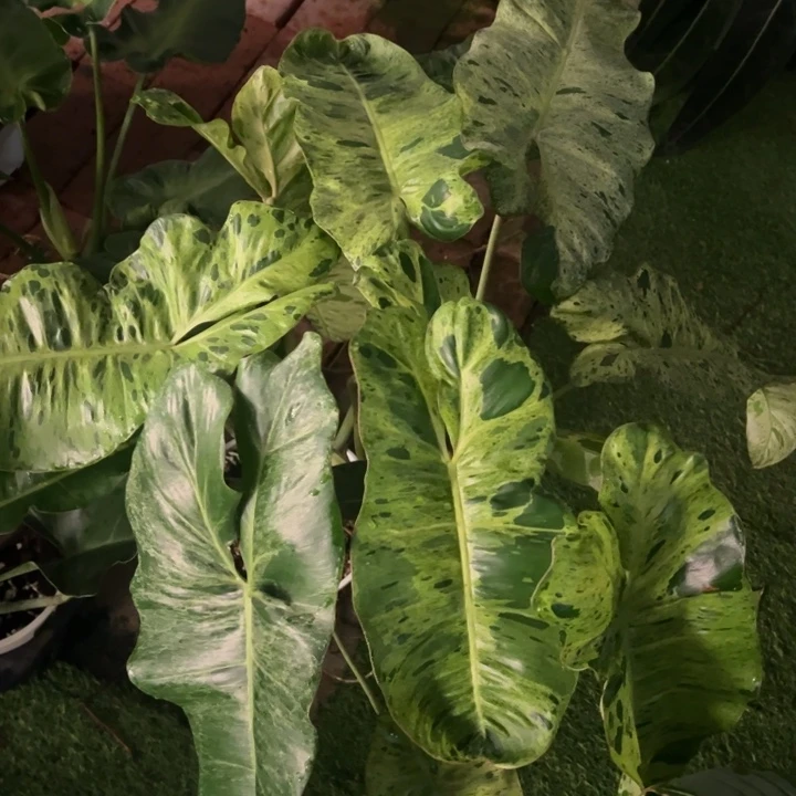 不开花植物双头绿天堂