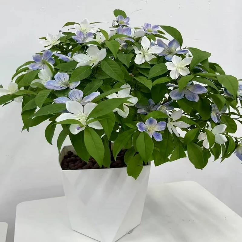 双色茉莉盆栽四季开花浓香型适合庭院阳台室内种植绿植