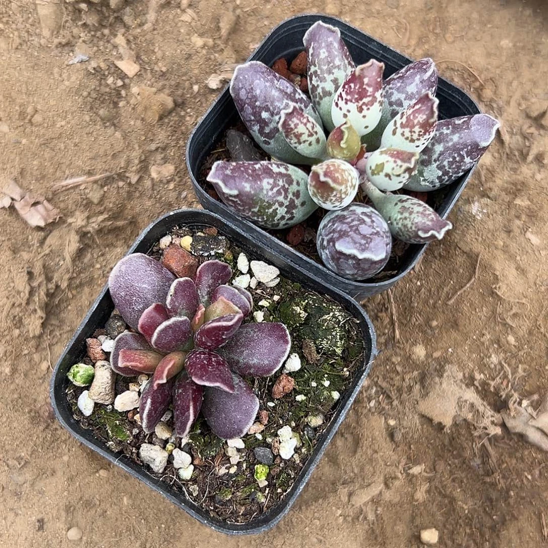 多肉植物两颗水泡