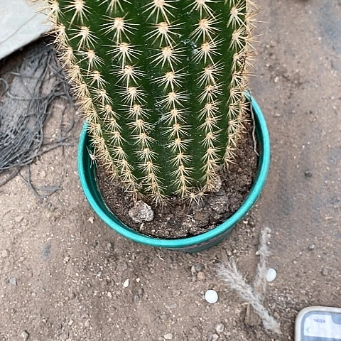 何兰金毛花，10公分左右