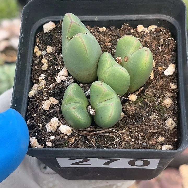 270 少将带盆土 有疤特