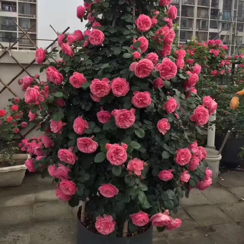 粉达大苗   四季月季可藤可灌