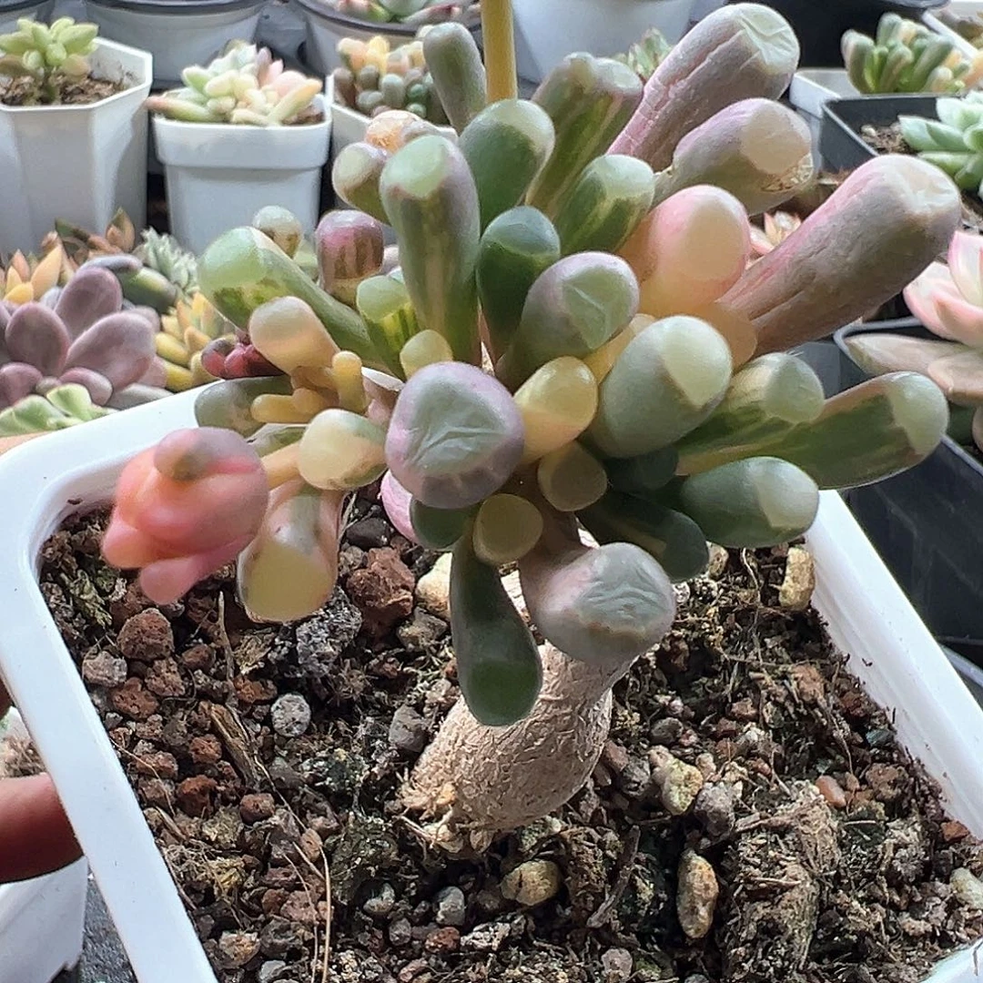 五十铃玉锦 小方花圃一物一拍