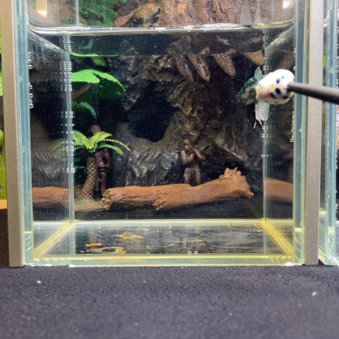 斗鱼十一月二十六日竞价