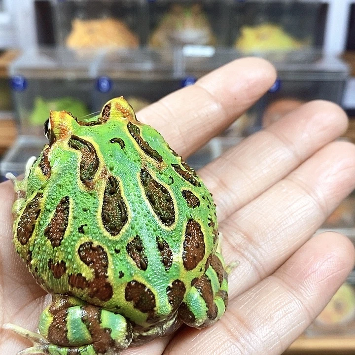 ****G角蛙721号福利薄荷角蛙