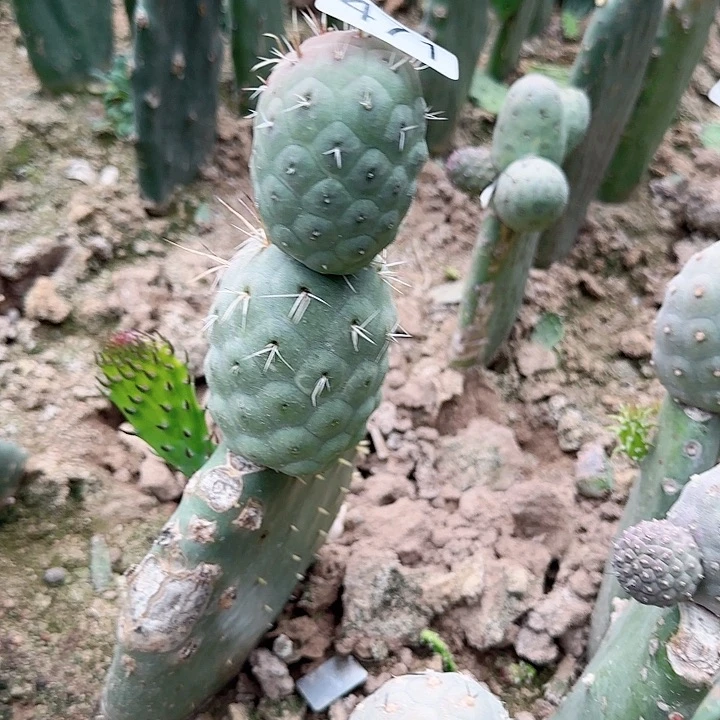 8****间巨型习志野471