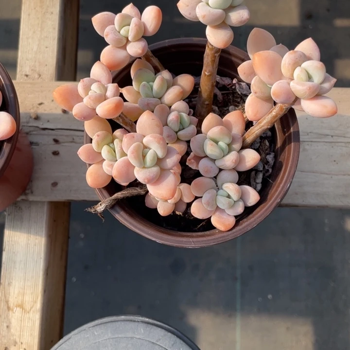 彩*?彩虹专拍洛神群一颗20包邮