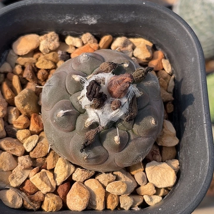 冬云实生仙人球