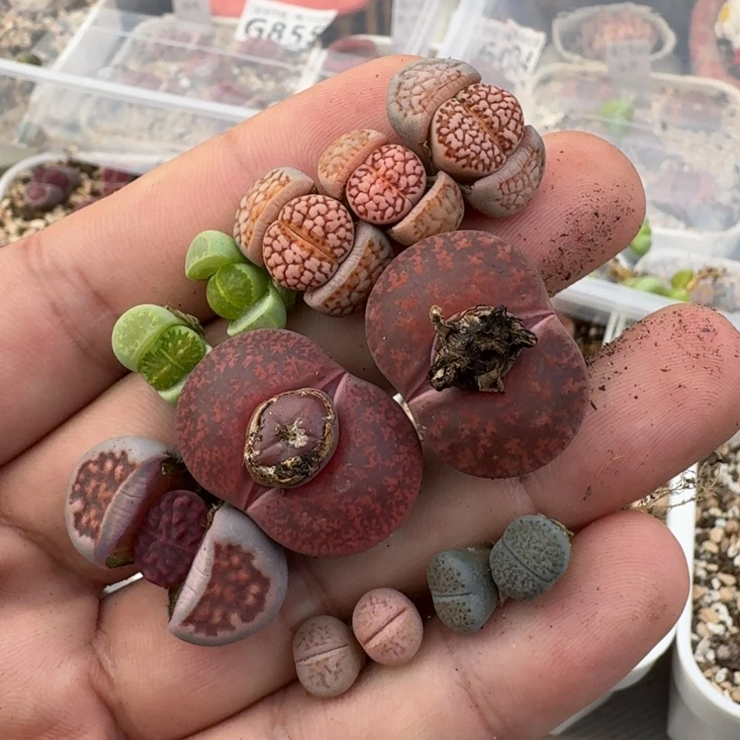 如**形K835绿菊新红寿丽紫红窗红纹线招福