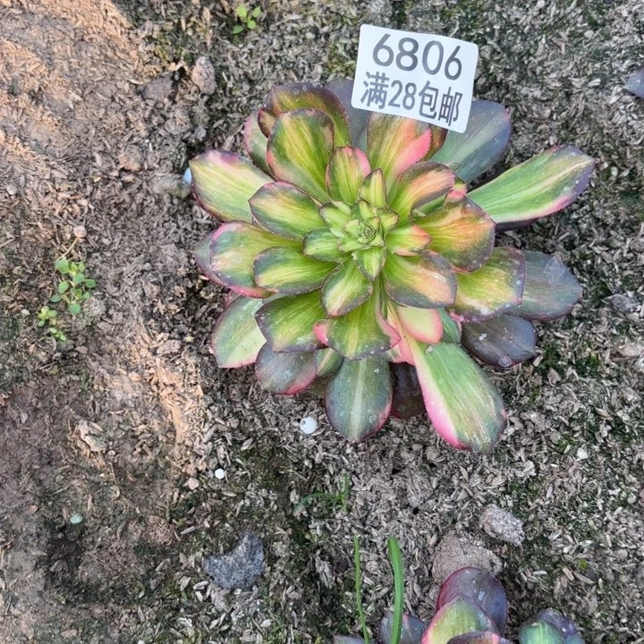 A.  6806七彩拉丝多肉