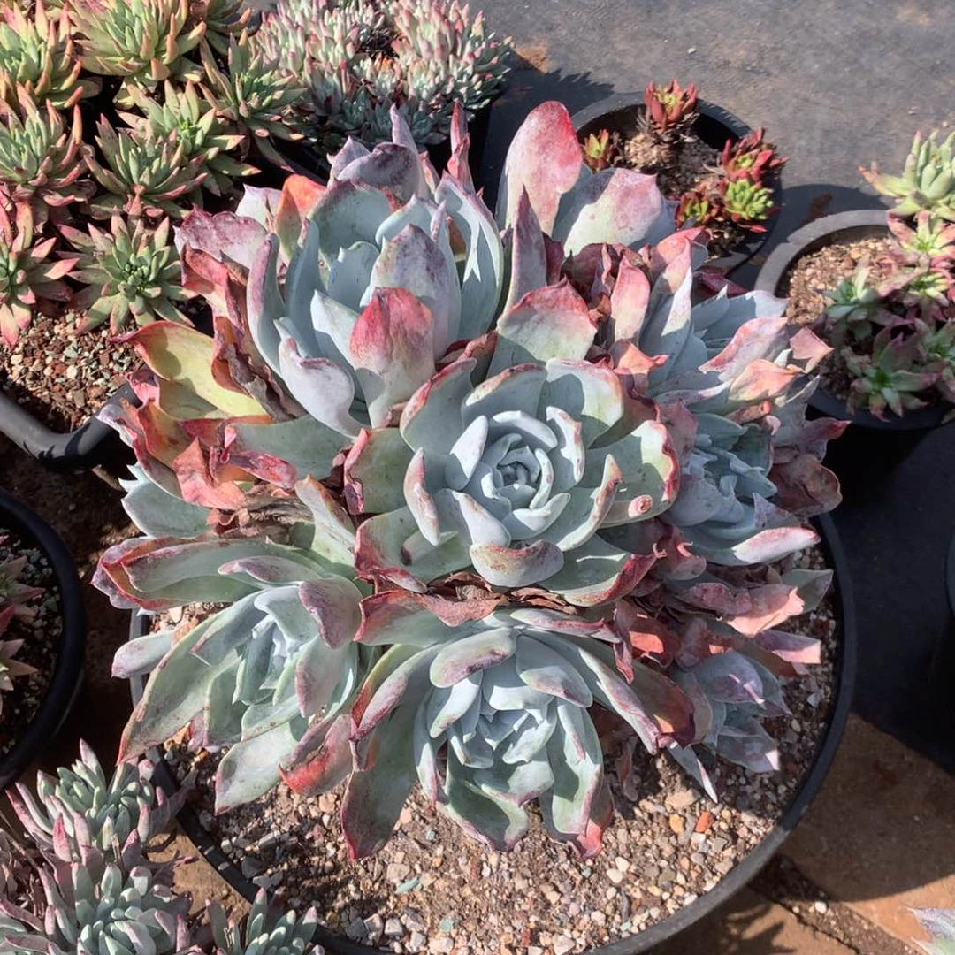 吃**么饭哥中午好，还余7300