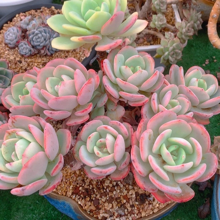 多肉乐园精品白月光