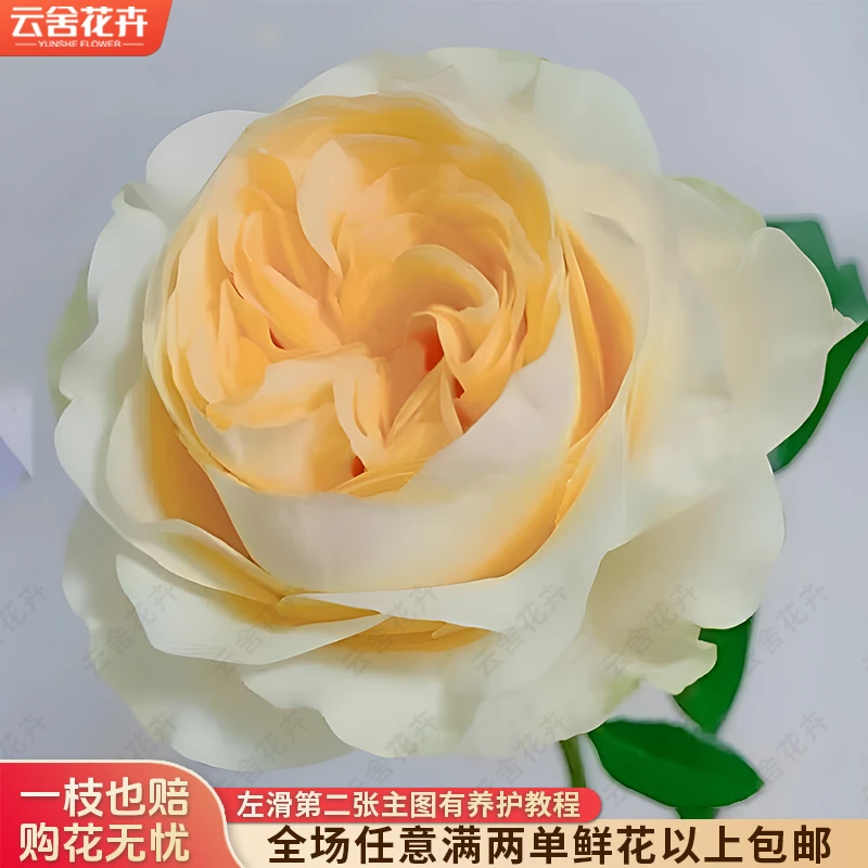 【方德中小型花苞】【荷冠】【暖玉】单头玫瑰【不保水】