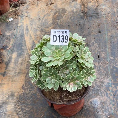 139莲花座不包断枝