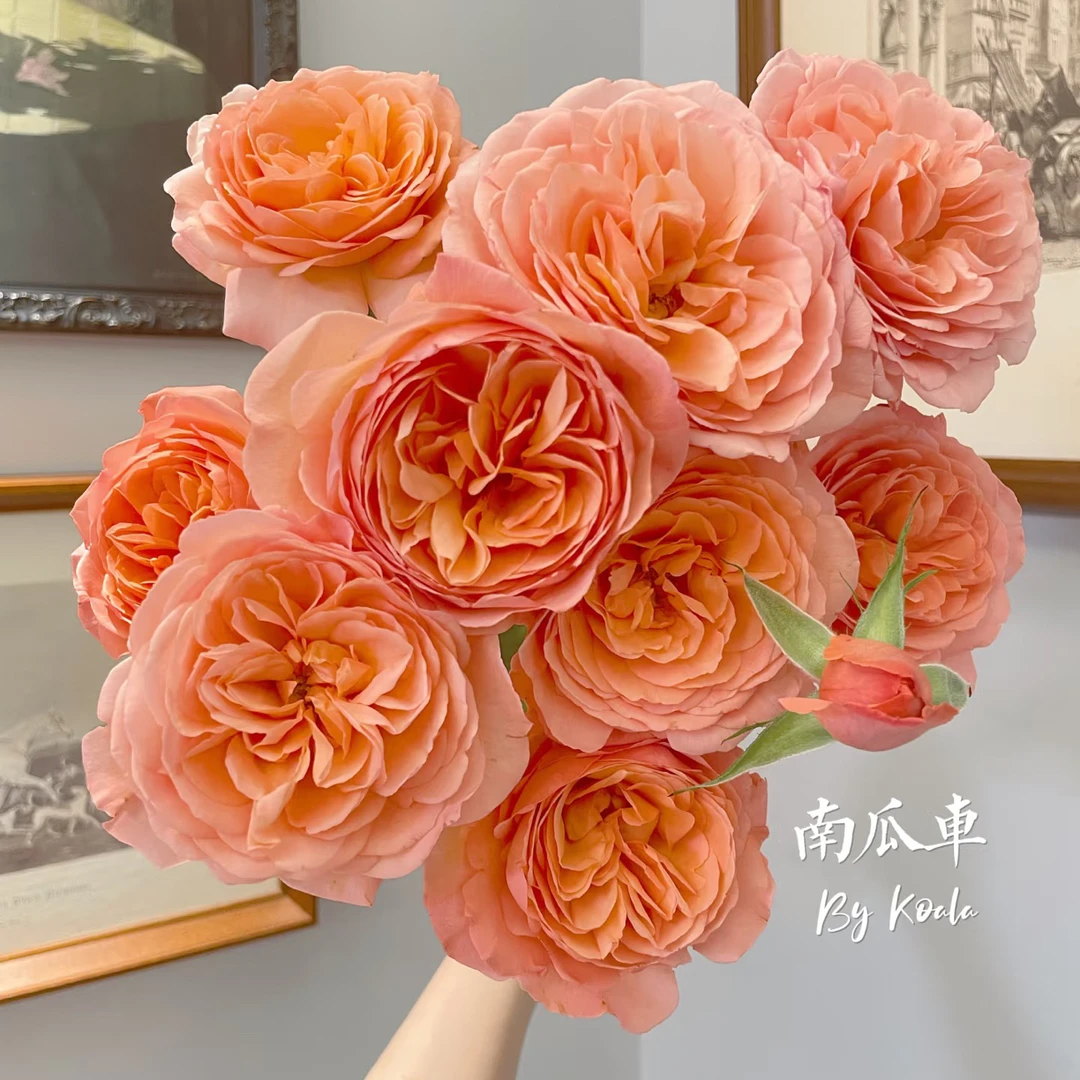 「嘤嘤怪鲜花」南瓜车多头玫瑰云南直发顺丰包邮