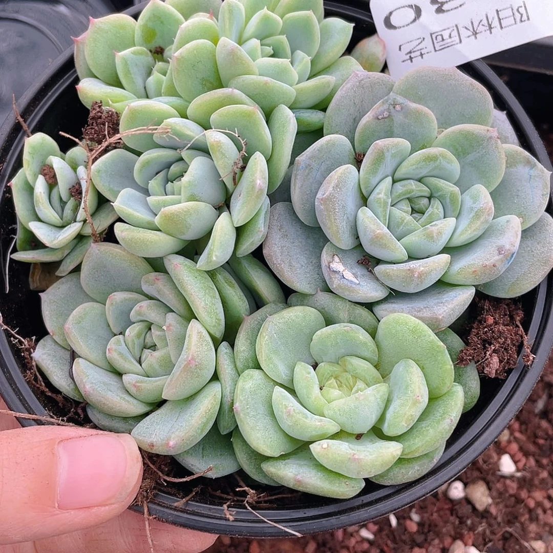 多肉植物多肉植物130