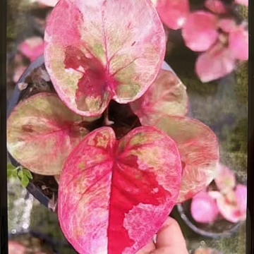 2-0417彩叶芋泰国发货