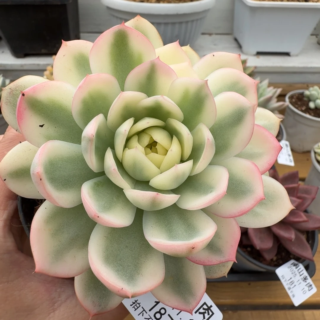 粉水晶锦1111110-187