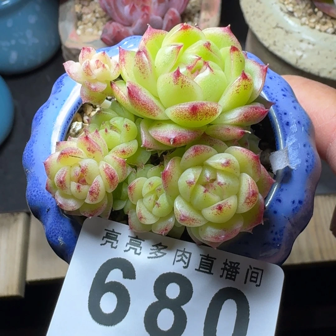 麦秆群生          摇身一变高富帅，一夜暴富动作快