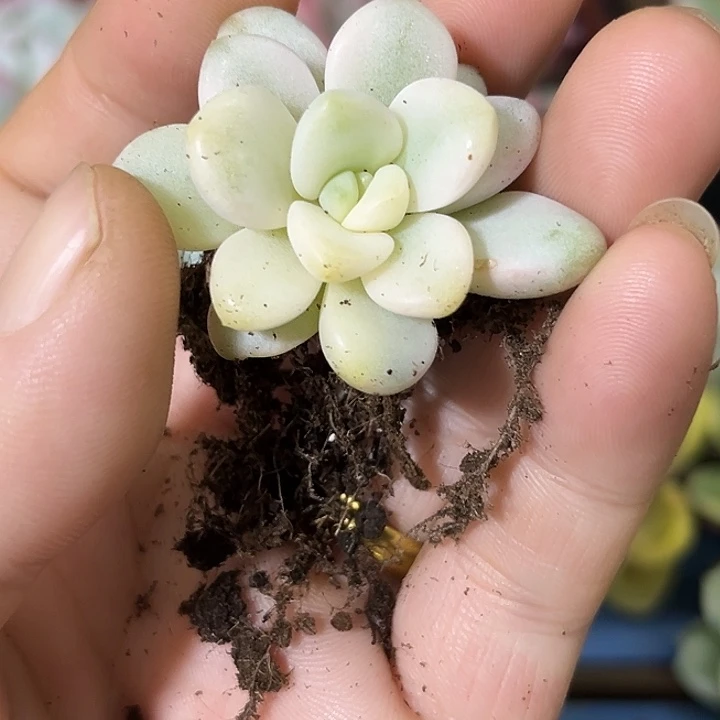 513花斑鹿锦炸多肉植物