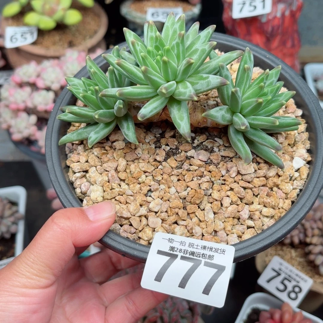 梵高多肉无盆土发货