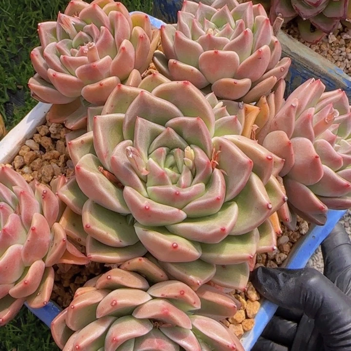 巧克力方糖 一物一拍的多肉