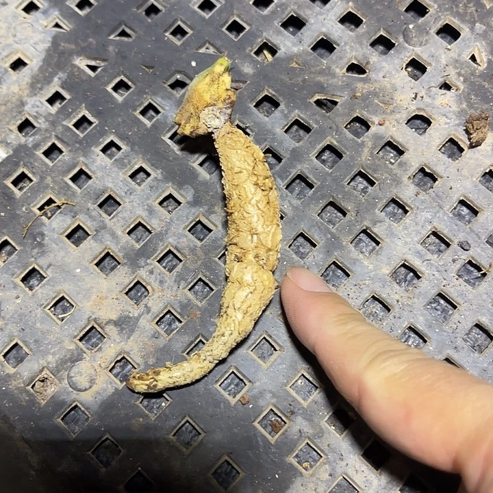 无花朵飞龙大戟块根