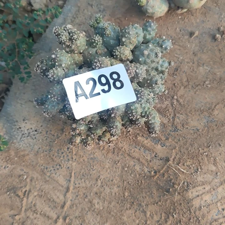 垚***宝砍头习志野1个298