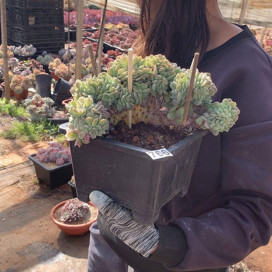 766贝瑞锦 一物一拍多肉