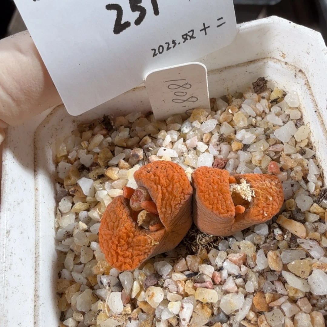 冉***啦多肉多肉多肉12-251