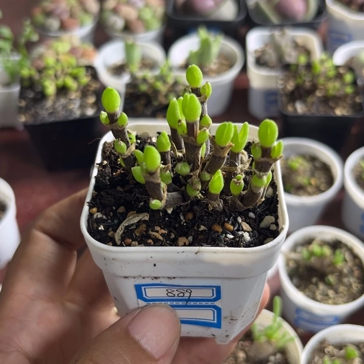 889 枝干兔子多肉植物