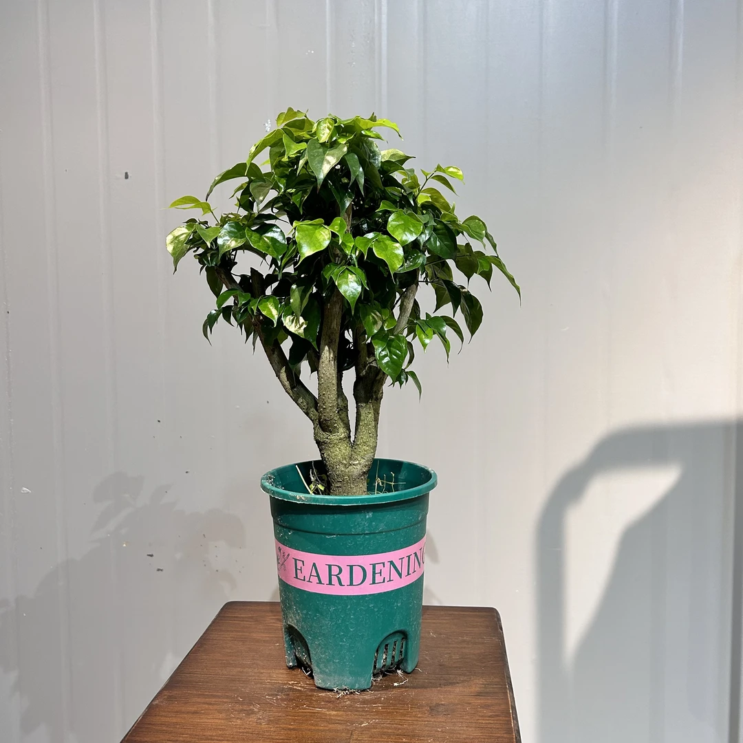 【加仑盆】幸福树 室内外好养懒人阳台绿植盆栽