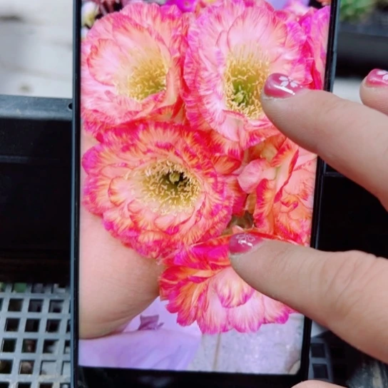 下20丽花美花3歪无根侧芽3公分左右