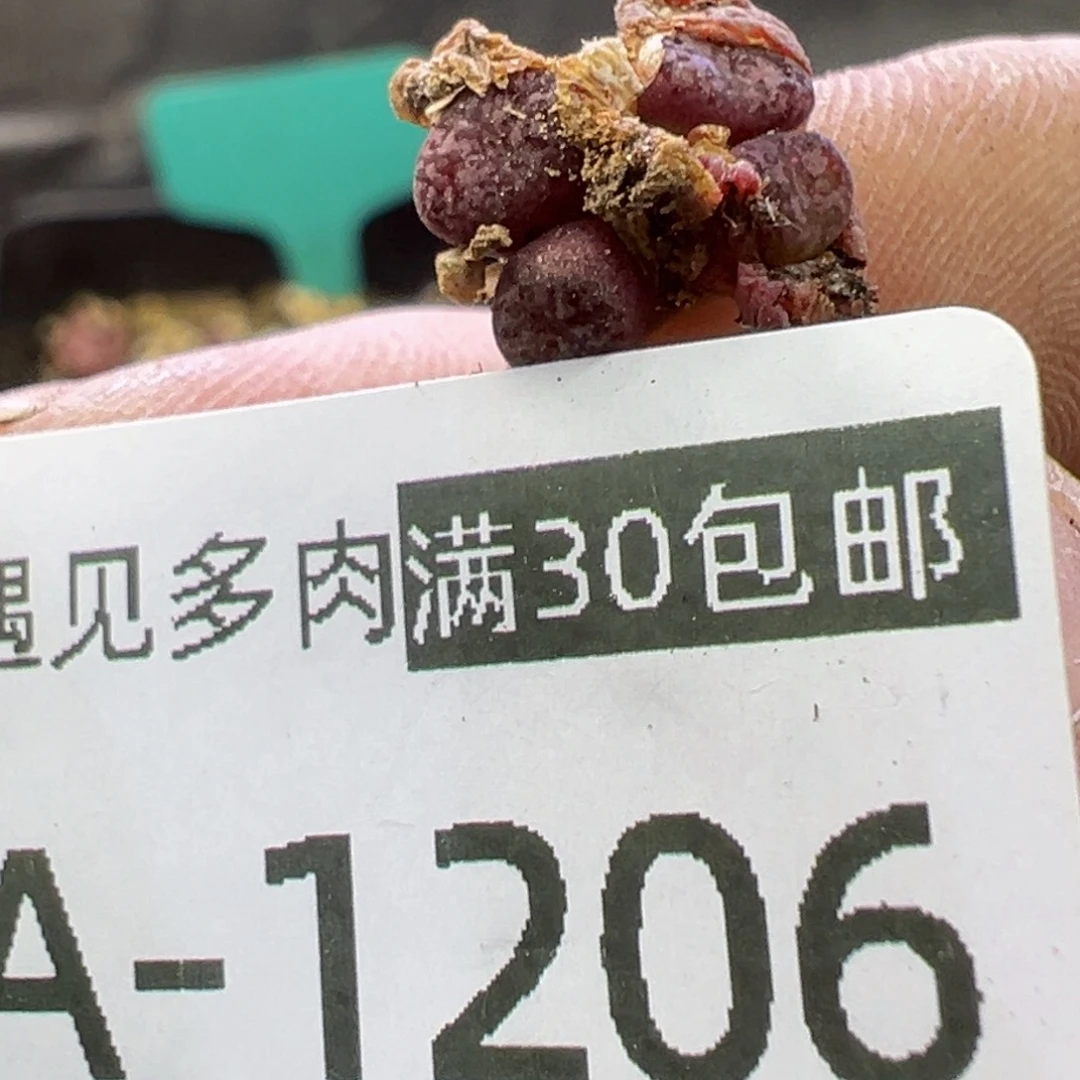 雨**争多肉植物1111111111111111