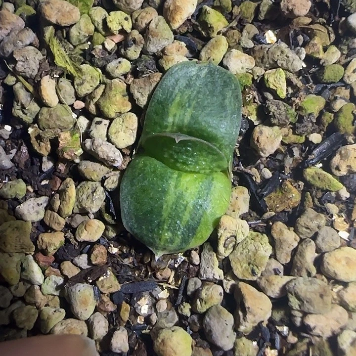 美杜莎卧牛锦实生苗，旋转大釉