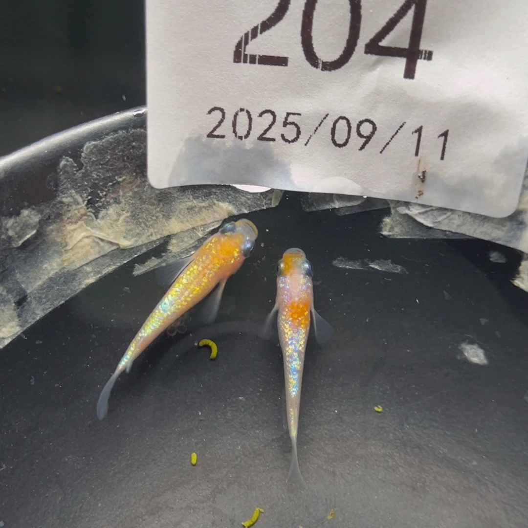 青鳉204王华海王星一对