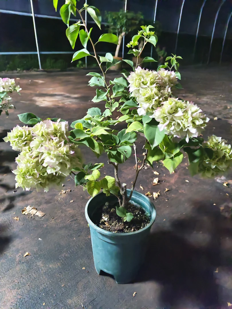 一加仑彩色三角梅盆栽花卉四季开花适合阳台庭院种植